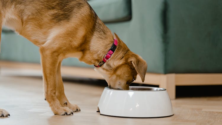 cane che mangia dalla ciotola